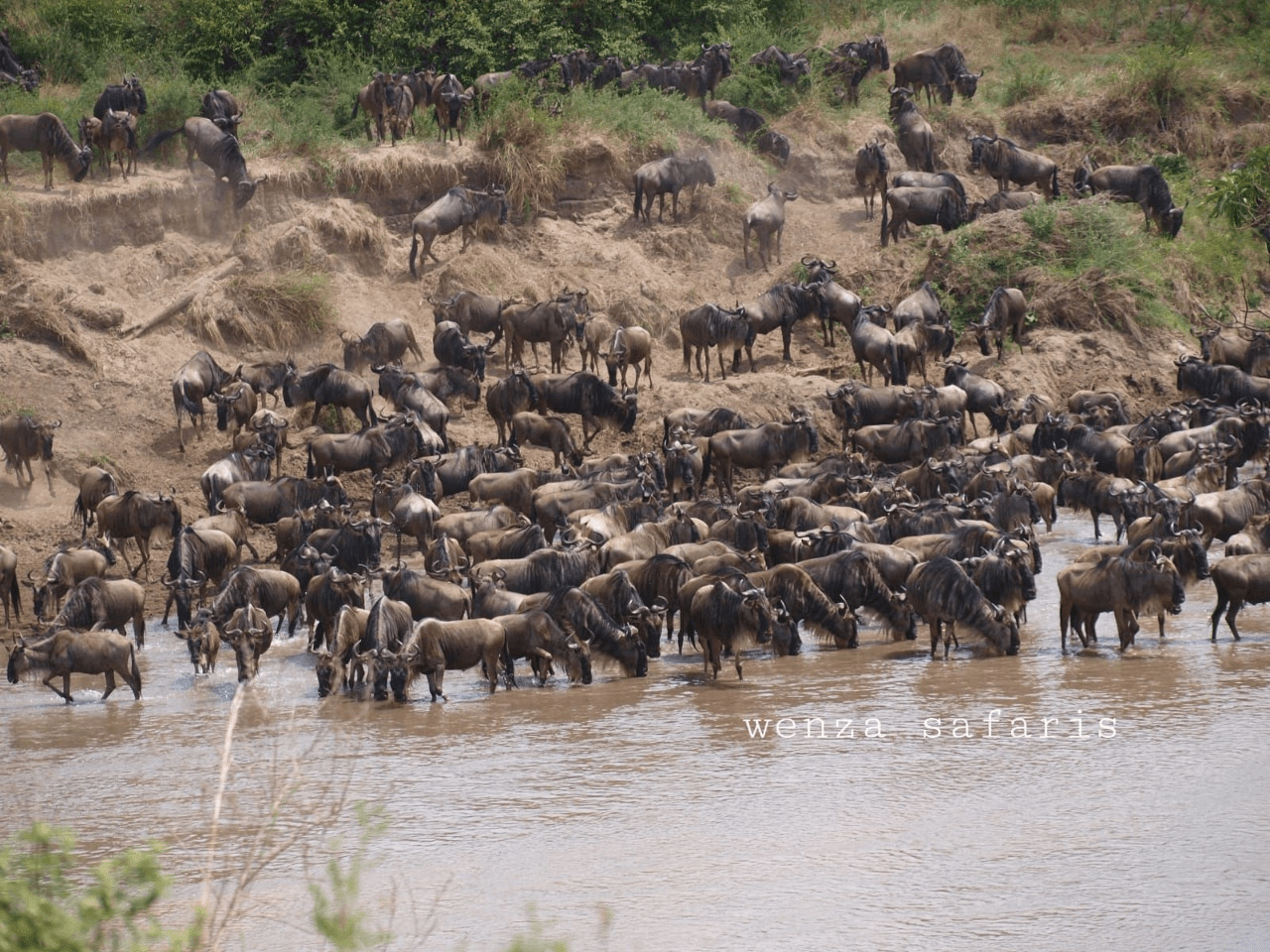 Inside The Wildbeast Migration One Time a Year in East-Africa