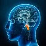 Understanding the Medulla Oblongata (Closer Look)