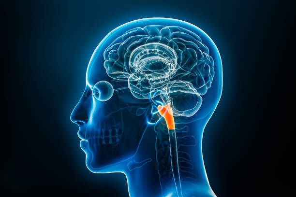 Understanding the Medulla Oblongata (Closer Look)