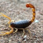 8 Steps To Take Immediately After a Scorpion Sting