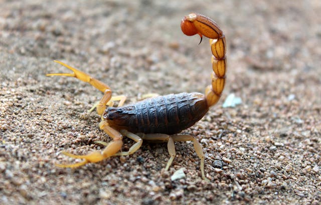 8 Steps To Take Immediately After a Scorpion Sting