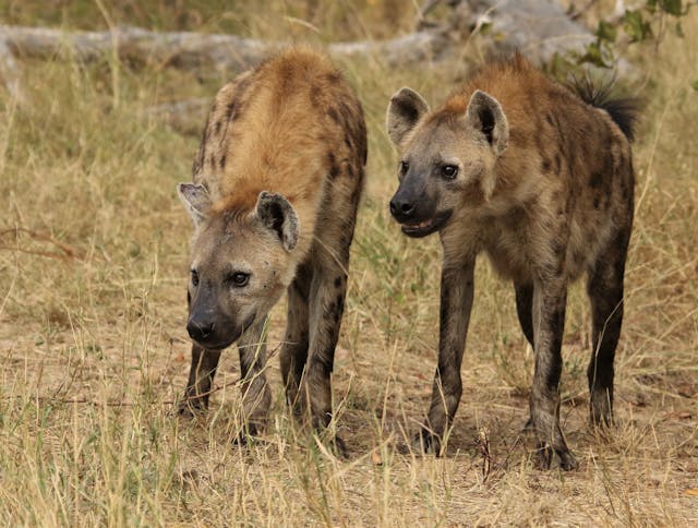 6 Things to Do During a Hyena Attack Survival Guide
