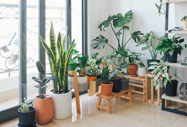 8 Beautiful Low Maintenance Plants to Add Vibrancy to Your Home