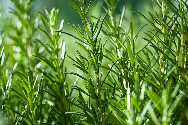 Unlocking the Hidden Uses of Rosemary in 2026
