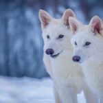The Dire Wolf Glimpse of the Past & Future of Possibilities